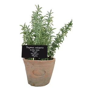 Sztuczna roślina (wysokość 21,5 cm) Thyme – Esschert Design