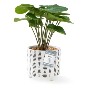 Sztuczna roślina (wysokość 23 cm) Flori Pilea – AmeliaHome