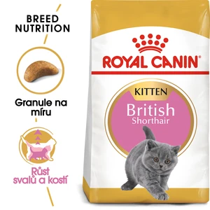 RC cat  KITTEN BRITISH shorthair - 10kg