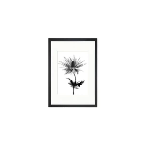 Obraz Tablo Center Thistle Vibes, 24 × 29 cm