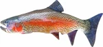 BeCare Pillow Rainbow Trout 52 cm