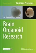 Brain Organoid Research