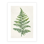 Plakat 40x50 cm Fern