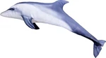 Gaby polštář Delfín skákavý 125 cm