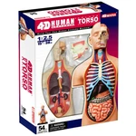 4D Master - Anatomie člověka - Deluxe Torzo Model 38 cm