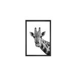 Obraz 24x29 cm Giraffe – Vavien Artwork