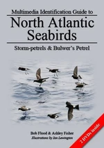 Storm-petrels & Bulwer's Petrel