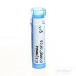 MAGNESIA PHOSPHORICA CH9 1x4 g