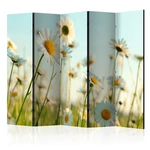 Paraván Daisies - spring meadow Dekorhome 225x172 cm (5-dielny)