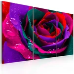 Obraz - Rainbow-hued rose