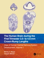 The Human Brain during the First Trimester 3.5- to 4.5-mm Crown-Rump Lengths