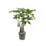 Filodendron 'Fun Bun' hydroponický květináč 30cm