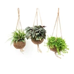 Pokojové rostliny kokedama závěs mix 15 cm