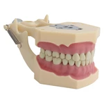 Teeth Model Fit Frasaco Dental Model Dental Teaching Model Standard Model with 32pcs Screw-in Teeths Demonstration