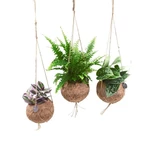 Pokojové rostliny kokedama  závěs mix 12cm